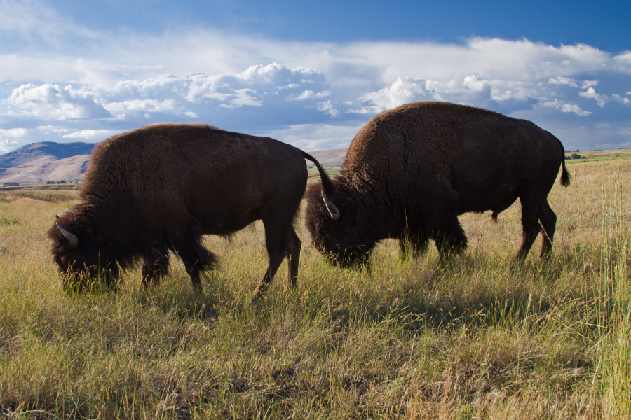 Wood_Buffalo_National_Park